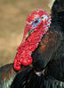 Domesticated turkey