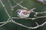 Tree Sparrow