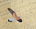 Kestrel