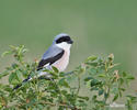 Lesser Grey Shrike