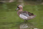 Garganey
