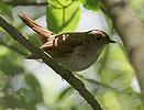Luscinia megarhynchos